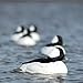 Avery Outdoors Hunting Gear Over-Size Buffleheads (1/2 Dozen)