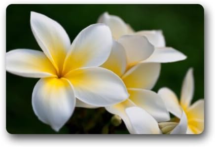 Custom It Plumeria Flowers Rectangular Decorative non slip Doormat 15.7 by 23.6 by 3/16-Inch