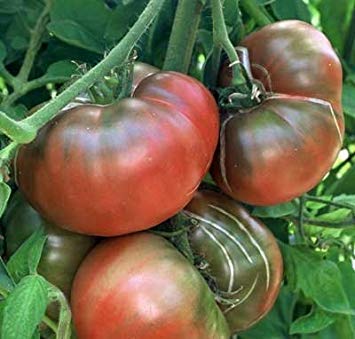 VISA STORE 500 Samen von Krim - Tomaten