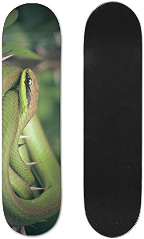 Plants Thorns Green Reptiles Animals Snake Of Field Vogue Double Warped Skateboard Deluxe Longboard Skate Boards