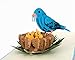 CUTPOPUP BlueBird Pop Up Card, Mothers Day Card, Fathers Day Card Pop Up, Birthday 3D Greeting Card for Grandpa, Dad, Husband, Son