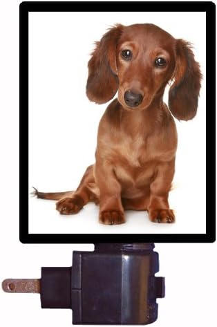 Dog Night Light Long Haired Dachshund Puppy Amazon Com