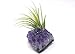 Tillandsia Air Plant and Purple Amethyst Crystal Healing Cluster/Terrarium Fairy Garden Stone + Kraft Gift Box