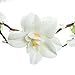 Love Sweety Bride Flower Crown with Adjustable Ribbon for Wedding HH8 (White)