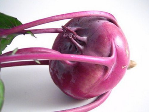 Kohlrabi- Purple Vienna- 50 Seeds
