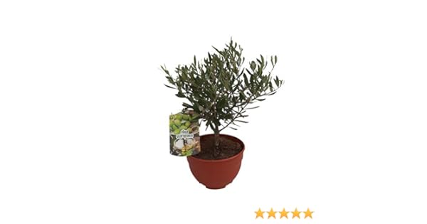 PePePlant - Olivo JUNIOR (olea europea) Árbol frutal. Perfecto ...