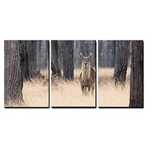 3 Piece Canvas Wall Art - Waterbuck (Kobus Ellipsiprymnus) Standing in Tall Grasses Amongst Trees - Modern Home Art Stretched and Framed Ready to Hang - 16"x24"x3 Panels
