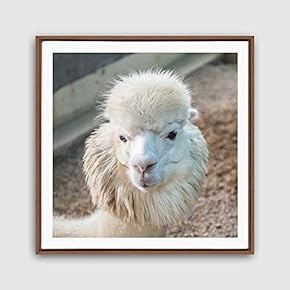 Framed Canvas Wall Art Alpaca Canvas Prints Home Artwork Decoration for Living Room,Bedroom - 16x16 inches
