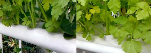 Hydroponic Site Grow Kit 90 Site System with Nest Basket Water Pump and Sponge - Image 3