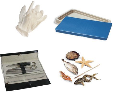 Student Dissection Kit - Thumbnail 2