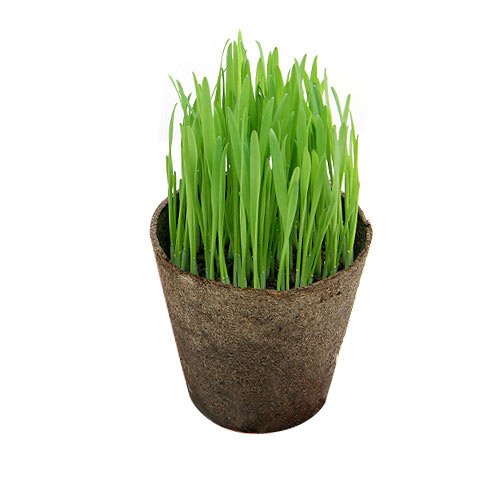 22年最新版 猫草の人気おすすめランキング15選 愛ネコの栄養補給に最適 セレクト Gooランキング