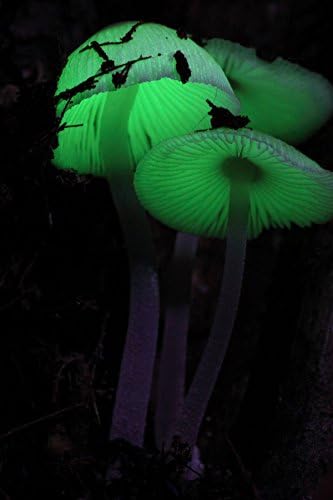 Forest Organics Glow in the Dark Mushroom Growing Log Spawn Plugs 50 count