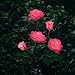 XLUX New Material Outdoor Realistic Solar Powered Rose Lights Flower Stake, for Garden Patio Yard Pathway Decoration, Pink