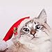 Dog Santa Hat Cat Xmas Hat, Cat Christmas Outfits