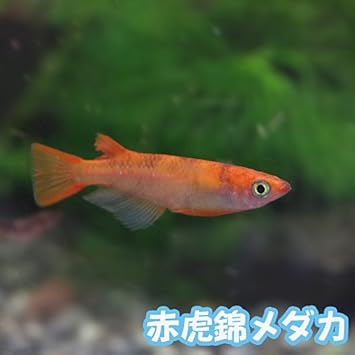 Amazon 日淡 赤虎錦メダカ 1匹 ペット用品 通販