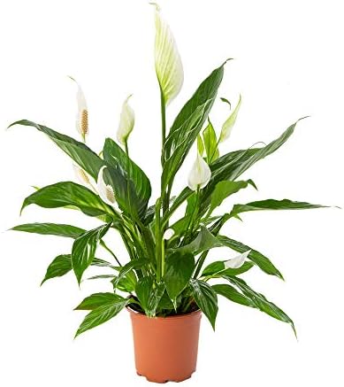AIRY Spathe Flower - Spathiphyllum - Natural air Purifying Plant for Healthier Indoor Climate - Suitable for The Innovative AIRY Plant Pot (17cm)