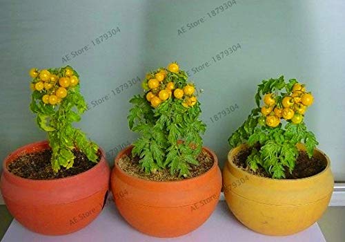 Bloom Green Co. Gran promoción!Leche Tomate Rojo Bonsai, Tomate ...