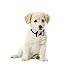 Cat Bow Tie Collar Adjustable Velvet Leather Pet Collar for Puppy