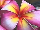5 Frangipani MIXED PLUMERIA Rubra Lei Flower SeedsComb S/H by Seedville
