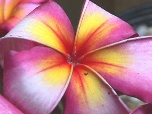 5 Frangipani MIXED PLUMERIA Rubra Lei Flower SeedsComb S/H by Seedville 5 Frangipani MIXED PLUMERIA Rubra Lei Flower SeedsComb S/H by Seedville