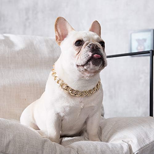 french bulldog with gold chain