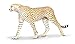 Safari Ltd. Cheetah Toy Figurine - Detailed 8
