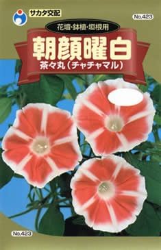 Amazon 朝顔曜白 茶々丸 チャチャマル ホーム キッチン