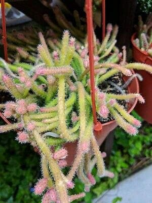 Mini Rat Tail Succulent 4 Cutting 2-6" Long Rare MHWK37
