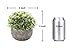 HC STAR Artificial Plant Potted Mini Fake Plant Decorative Lifelike Flower Green Plants
