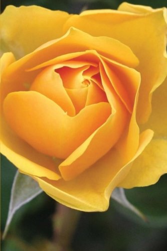 Download Yellow Rose of Texas Journal