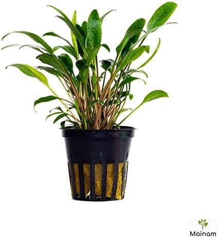 Amazon Com Mainam Cryptocoryne Lucens Potted Tropical Beginner