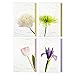 Hallmark Assorted Sympathy Cards (Flowers, 12 Cards and Envelopes) primary