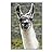 signwin Framed Canvas Wall Art Llama Animals Camels Expressive Farmhouse/Country Living Room Multicolor Photography - 16x24 inches
