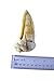 Dog Chits Lamb Ears Dog and Puppy Treats - All Natural Grain and Chemical Free Training Chews - High Protein and Low Fat - Supports Dental Health - Made in The USA - 25 Pack