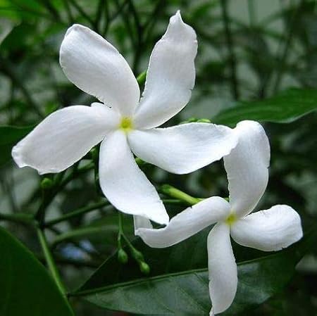 Indian Gardens - Nanthiyavattai Star/Jasmine/Layer Live Plant/Indoor/Outdoor Plant with Pot