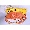 Doryman-Shellfish-Caliper–Floating-Ruler–365-Inch-Yellow Doryman-Shellfish-Caliper–Floating-Ruler–365-Inch-Yellow