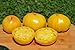 Huge Lemon Oxheart Organic Tomato Seeds- BIG Heirloom- 40+ Seeds by Ohio Heirloom Seeds