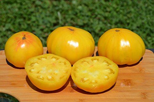 Huge Lemon Oxheart Organic Tomato Seeds- BIG Heirloom- 40+ Seeds by Ohio Heirloom Seeds Huge Lemon Oxheart Organic Tomato Seeds- BIG Heirloom- 40+ Seeds by Ohio Heirloom Seeds