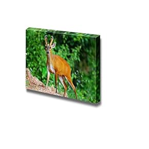 Barking Deer in The Wilderness for Home and...