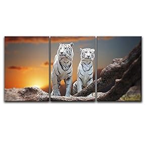 Two White Tigers At Sunset - 3 Panel Canvas Art