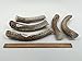 Top Dog Chews Premium Large Grade A Whitetail Deer Antler for Dogs - Single Antler