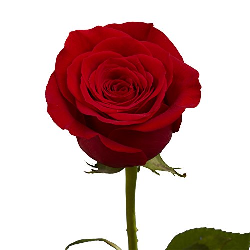 1 GlobalRose+Roses+Flowers+Beautiful+Natural