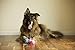 Happy Birthday Dog Tennis Balls (6 Pack) by Midlee (Regular, Pink)
