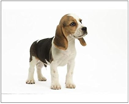 Amazon 印刷印刷印刷10 X 8印刷のビーグル犬 子犬 アートフレーム ポスター オンライン通販