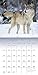 Wolves Wall Calendar (2017)