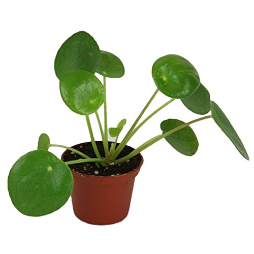 50Pcs Pilea Peperomioides Money Plant Seeds Tree Pancake Shape Home Garden Decor
