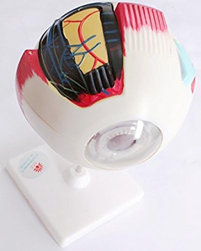 Mannequin 6 magnification eyes (eye) is also in such model learning materials clinic exhibition structure, site description L984