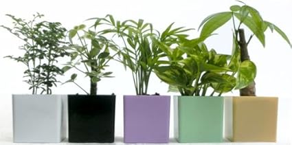 Amazon 観葉プラ鉢5点セット パキラ ポトス テーブルヤシ シェフレラ トネリコ 吉見農園ミニ観葉 造花 通販