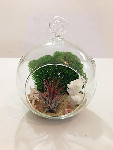 Airplant beach decorated includes glass terrarium, airplant, natural sand,coral, starfish, green moss, sea shell