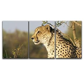 3 Panel Canvas Wall Art - A Leopard Staring at Far Away - Giclee Print Gallery Wrap Modern Home Art Ready to Hang - 16"x24" x 3 Panels